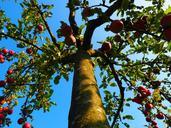 apple-tree-tribe-log-orchard-apple-694014.jpg