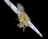 Citrus_psyllid,_u,_recently_emerged_2_,_head_ft_detrick_2014-05-01-09.15.04_ZS_PMax.jpg