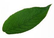 fresh-green-leaf.jpg