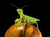 praying-mantis-fishing-locust-green-220988.jpg