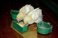 animals-chickens-chicks-baby-chicks-314866.jpg