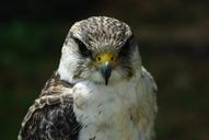 falcon-peregrine-bird-falconry-664895.jpg