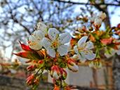 cherry-blossoms-flowers-1344816.jpg