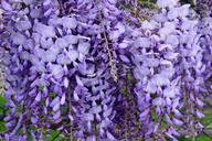 flower-violet-wisteria-blossom-1324062.jpg