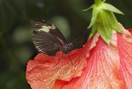 butterfly-insect-close-probe-635565.jpg