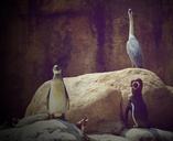 penguins-zoo-animals-animal-world-396587.jpg