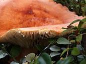 fungus-forest-bilberry-syrovinka-103198.jpg