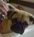 pug-bath-puppy-wash-cute-grooming-694802.jpg