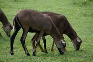 sheep-flock-of-sheep-cameroon-sheep-424450.jpg