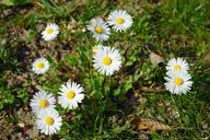 daisy-flower-blossom-bloom-white-324076.jpg