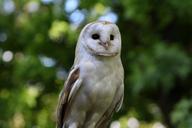 barn-owl-owl-barn-bird-white-beak-1576862.jpg