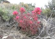 paintbrush-indian-paintbrush-magenta-655127.jpg