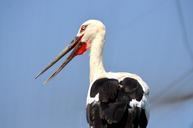 animals-bird-stork-wadding-bird-219801.jpg