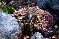 el-salvador-desert-flower-rocks-612187.jpg