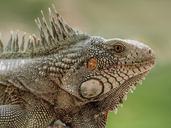 iguana-lizard-reptile-animal-498755.jpg