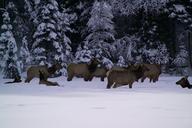 elk-herd-snow-forest-winter-nature-1022686.jpg