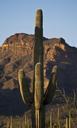 Saguaro,_Organpipe_Cactus_National_Monument,_Arizona.jpg