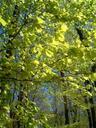 deciduous-forest-deciduous-trees-203422.jpg