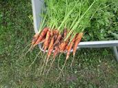 carrots-vegetables-plants-170477.jpg