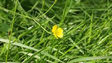 buttercup-grass-yellow-green-711811.jpg