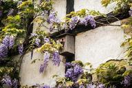 aviary-truss-wisteria-home-wall-784644.jpg