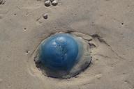 jellyfish-sand-texel-beach-blue-966810.jpg