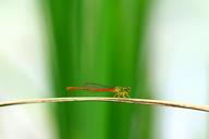 dragonfly-the-wild-macro-523686.jpg