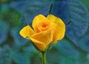 yellow-roses-yellow-flower-vicky-832786.jpg