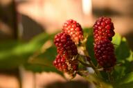 blackberries-unripe-blackberries-1531936.jpg