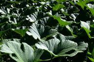 pumpkin-leaves-leaves-nature-garden-543089.jpg