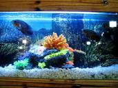 aquarium-fish-tank-fish-water-390745.jpg