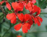 geranium-a-flower-garden-447134.jpg