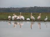 africa-safari-birds-water-bath-139824.jpg