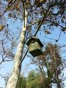 bird-nest-birdhouse-tree-359409.jpg