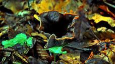 mushroom-forest-autumn-602860.jpg