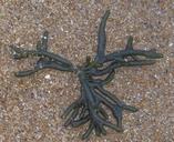 stackhouse-seaweed-ocean-242608.jpg