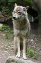 wolf-canis-lupus-european-wolf-1383974.jpg