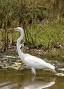 great-egret-bird-wildlife-flying-1092065.jpg