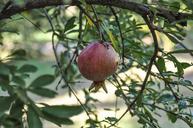 pomegranate-fruit-red-healthy-1307089.jpg