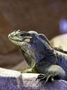 iguana-reptile-dinosaur-animal-638612.jpg