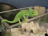 chameleon-animal-350665.jpg