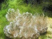 jellyfish-aquarium-underwater-world-257588.jpg