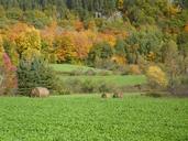 fields-colors-fall-field-1405935.jpg