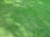 Shady lawn.jpg