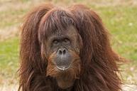 primate-ape-orangutan-expression-455863.jpg