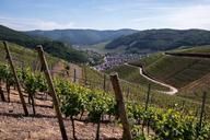 vines-wine-winegrowing-dernau-rech-801098.jpg