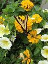 butterfly-flower-summer-insects-1030324.jpg