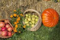 thanksgiving-fruits-festival-362911.jpg