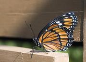 butterfly-insect-wings-spring-599541.jpg