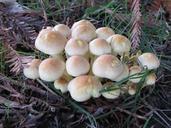 mushroom-collybia-fungi-fungus-524499.jpg